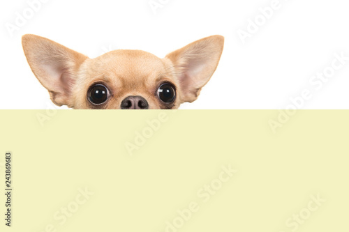 Fototapeta Naklejka Na Ścianę i Meble -  Cute chihuahua dog peeking over the edge of a yellow box on a white background with space for copy