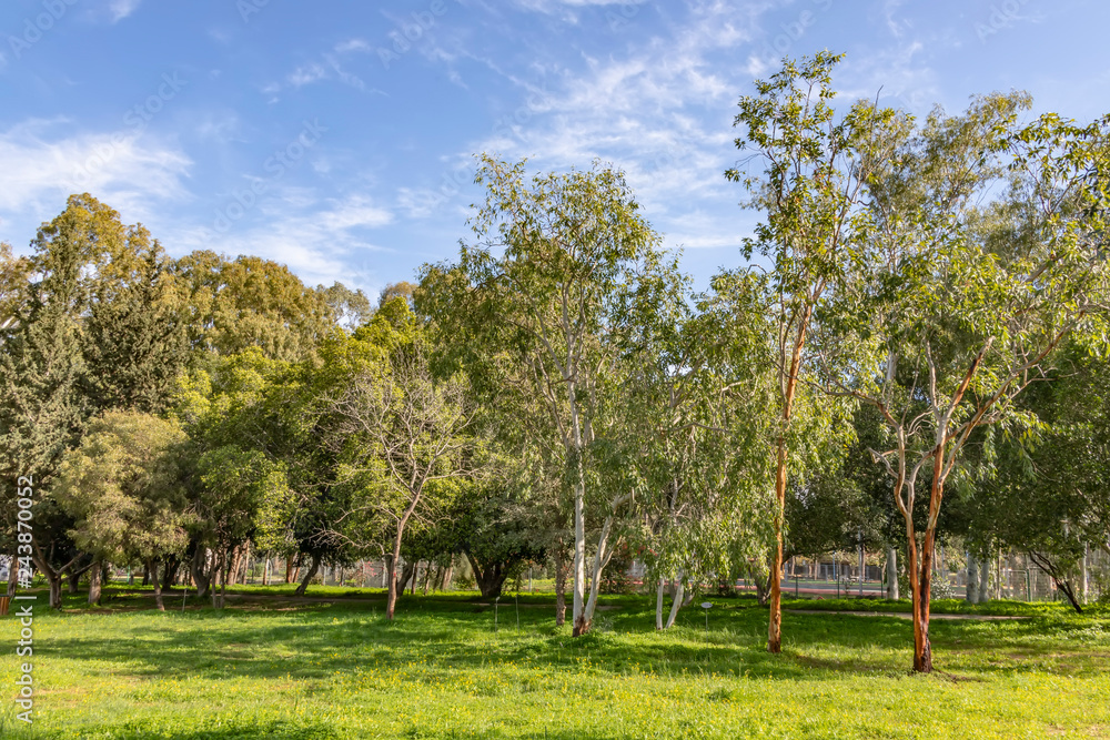 Eucalyptus trees on a sunny green lawn under a blue sky with clouds. Landscape Eucalyptus trees on a sunny green lawn under a blue sky with clouds. Landscape