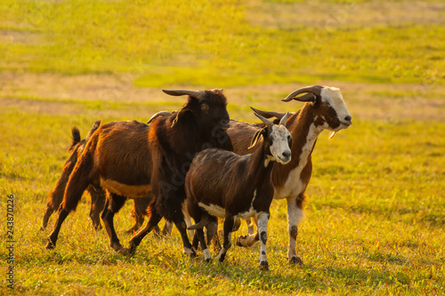 Herd of goats running and flock of sheep in the Lueneburger Heath under storm clouds.