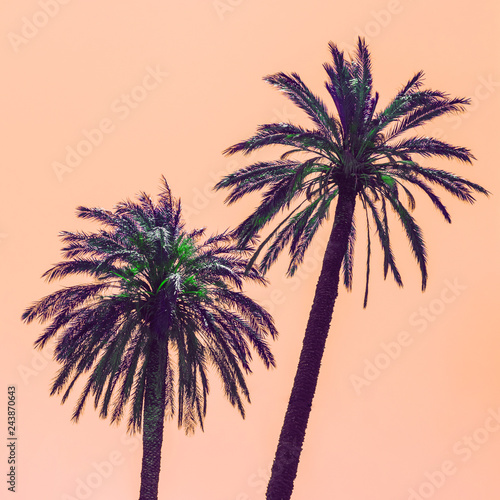 Aesthetic awesome view of nature with palm trees in the inversion coral colours. Minimalism