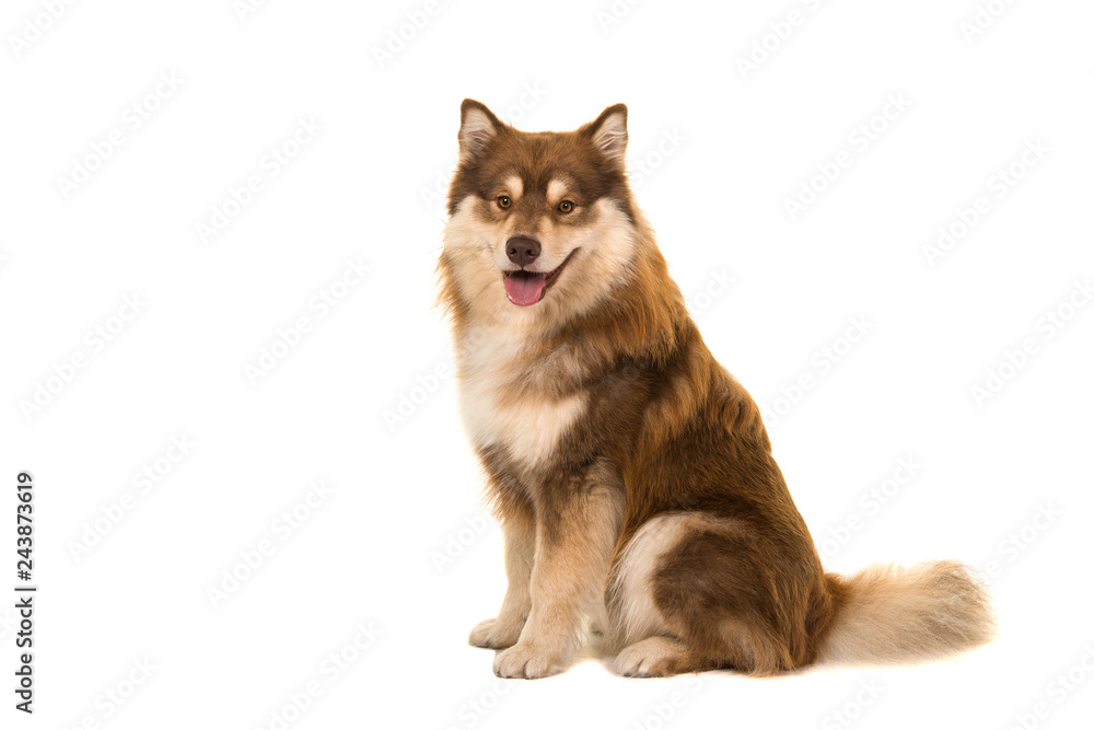 Sitting Finnish lapphund seen from the side looking at the camera isolated on a white background