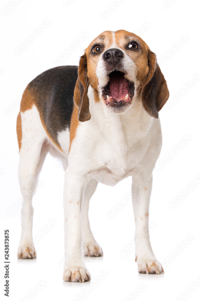 Beagle dog eating a carrot isolated on white