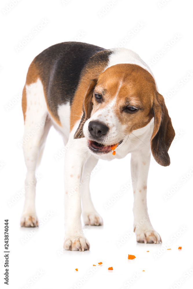 Beagle dog eating a carrot isolated on white