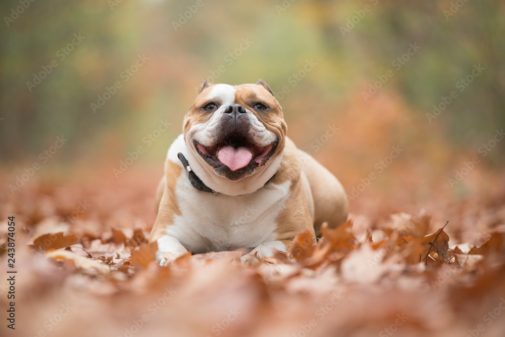 Happy English bulldog lying down between autumn leaves in a forest looking at the camera