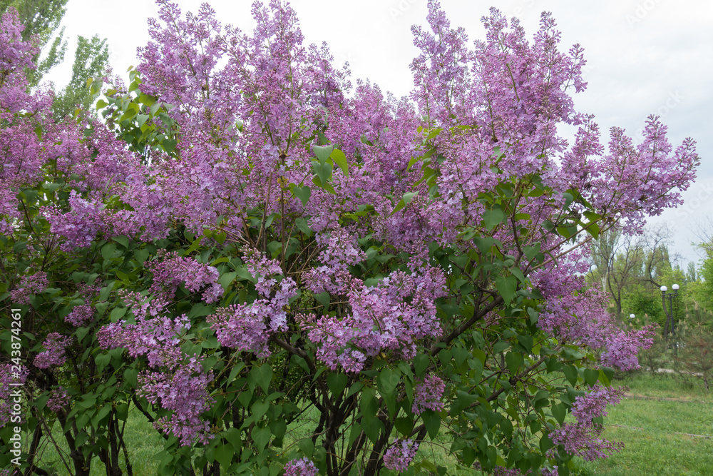 Common lilac in full bloom in spring
