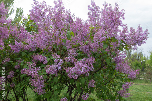 Common lilac in full bloom in spring