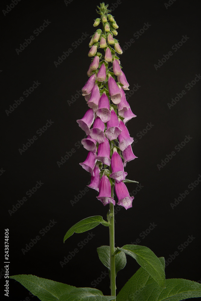 Obraz premium Purple pink blooming foxglove plant on a black background