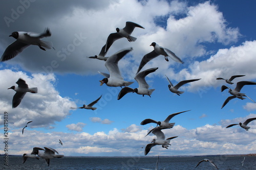 flying seagulls. Bird flies over the lake. Seagulls catch food on the fly