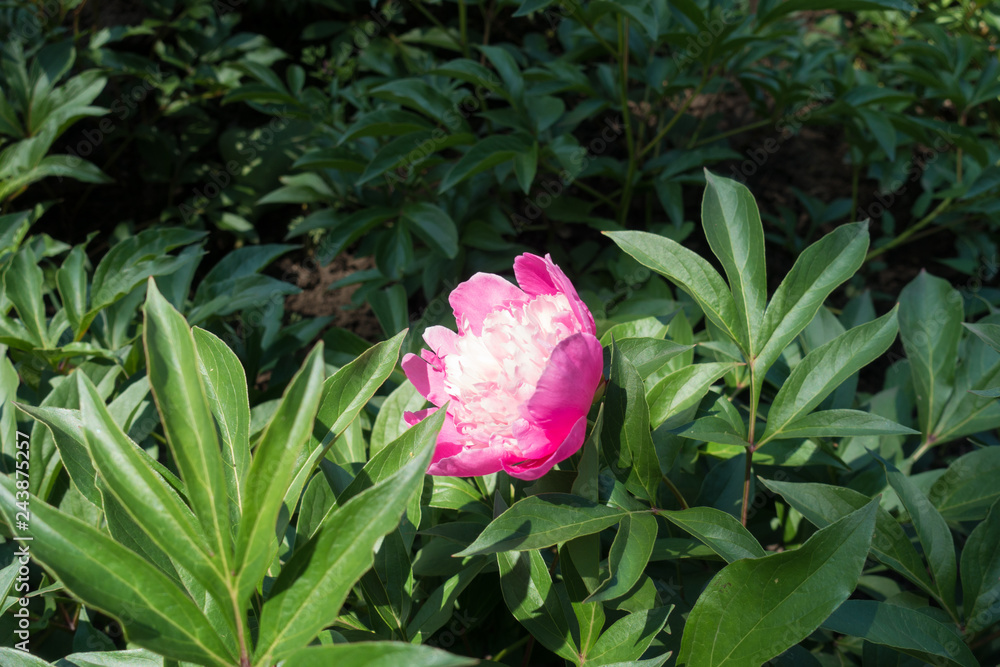 Paeonia officinalis with one pink flower in spring