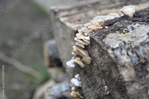 champignon du bois