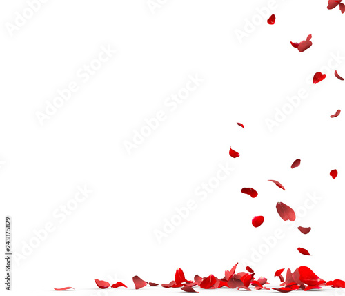 Many rose petals fall on the floor