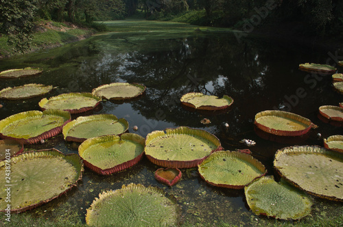 Victoria Amazonica Water lily