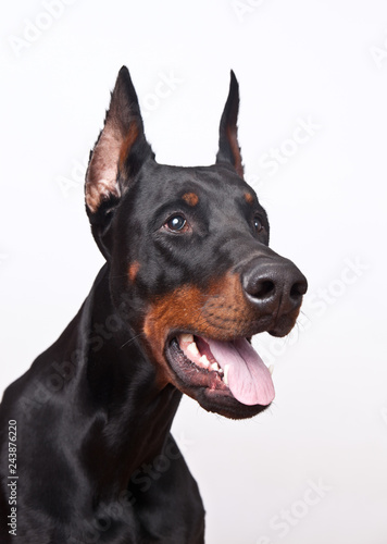 dog breed Doberman pincher portrait on white background, concept emotion surprise
