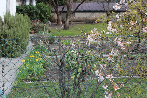 Merano, Italy - 03 20 2013: View of the streets of Merano, spring garden in the yard