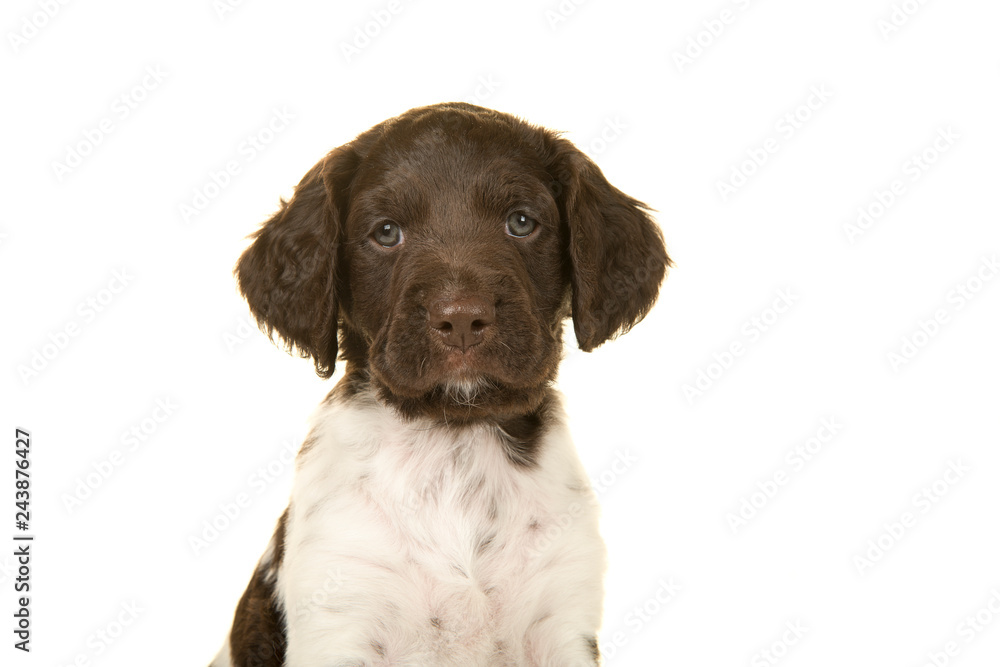 Portrait of a small munsterlander puppy dog looking at the camera on a white background Portrait of a small munsterlander puppy dog looking at the camera on a white background