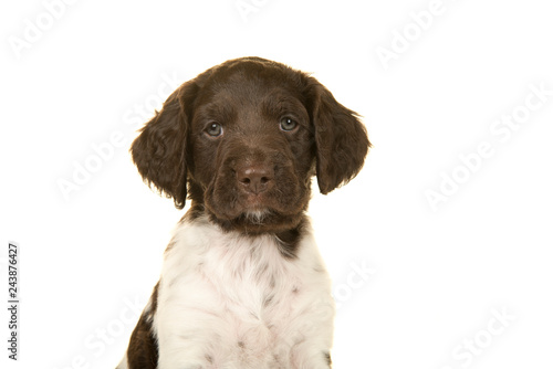Portrait of a small munsterlander puppy dog looking at the camera on a white background