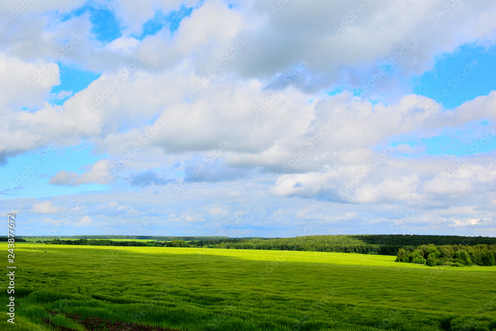 Bright green field on a background of a forest and a beautiful blue sky.