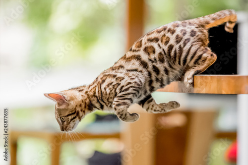 A Bengal kitten jumping off a kitchen table launching itself forward with two paws pushing off.