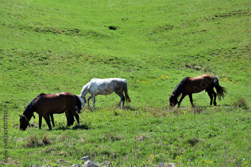 Three Horses graze on the field on a bright summer day.