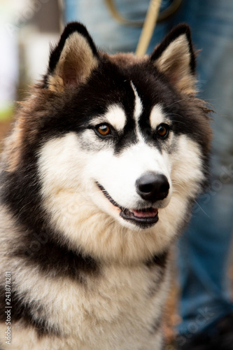 Portrait Husky dog with interesting eyes outdoors © plysuikvv