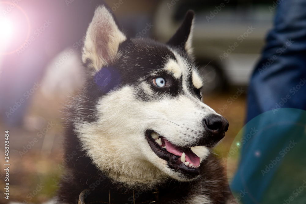 Portrait Husky dog with interesting eyes outdoors Portrait Husky dog with interesting eyes outdoors