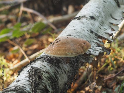 Fomitopsis betulina on the birch trunk