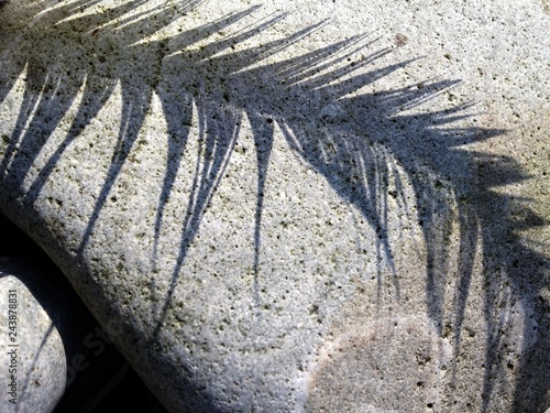 Dark shadow of bedraggled seabird feather. Trace on rock pebble