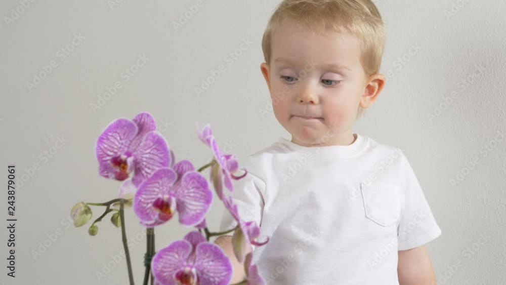 Slow motion. Blooming orchid flowers and smiling cute little blonde baby boy with blue eyes on a white background
Slow motion. Blooming orchid flowers and smiling cute little blonde baby boy with blue eyes on a white background