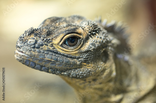 A tropical and rare lizard that feeds on insects. Reptiles animals