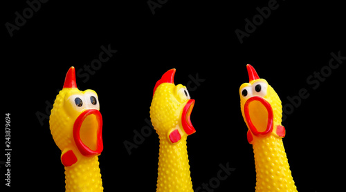 Quadro su tela squawking chicken or squeaky toy are shouting and copy space isolated on Black background