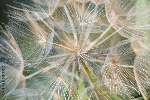 Fototapeta Naklejka Na Ścianę i Meble -  A plant that gives seeds in the form of down. Fluffy plant close-up
