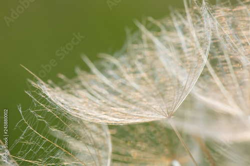 Fototapeta Naklejka Na Ścianę i Meble -  A plant that gives seeds in the form of down. Fluffy plant close-up