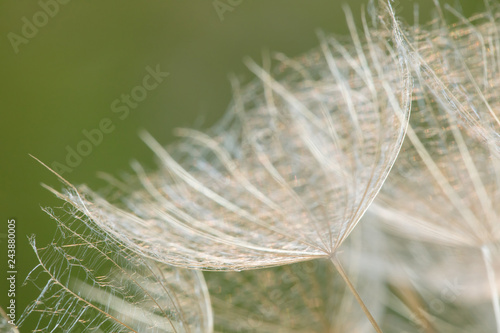 Fototapeta Naklejka Na Ścianę i Meble -  A plant that gives seeds in the form of down. Fluffy plant close-up