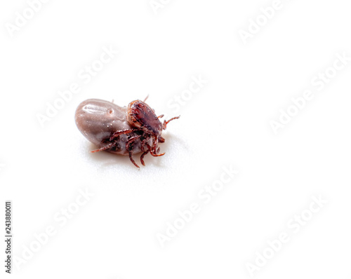 Dog Tick on a skin under fur Sucking the blood of dogs and insect spreading pathogens. Clean your pet dogs and cats Concept. photo