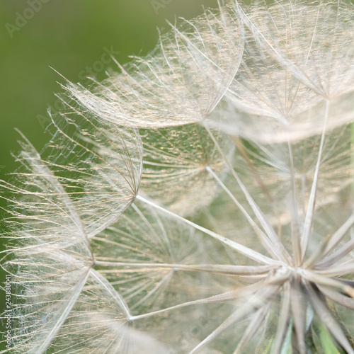 Fototapeta Naklejka Na Ścianę i Meble -  A plant that gives seeds in the form of down. Fluffy plant close-up