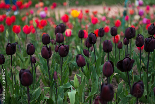 varietal tulips in the garden