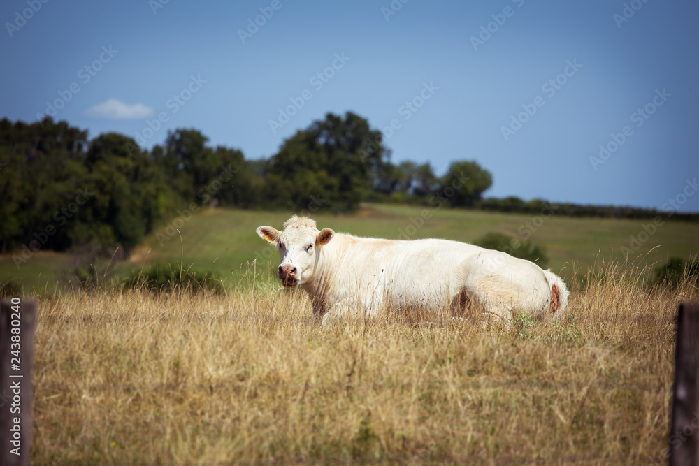 Theme is agriculture and the divorce of cattle. One white cow lies resting on the field in the background of the hills outside the city in a summer village in the Burgundy region in France Theme is agriculture and the divorce of cattle. One white cow lies resting on the field in the background of the hills outside the city in a summer village in the Burgundy region in France