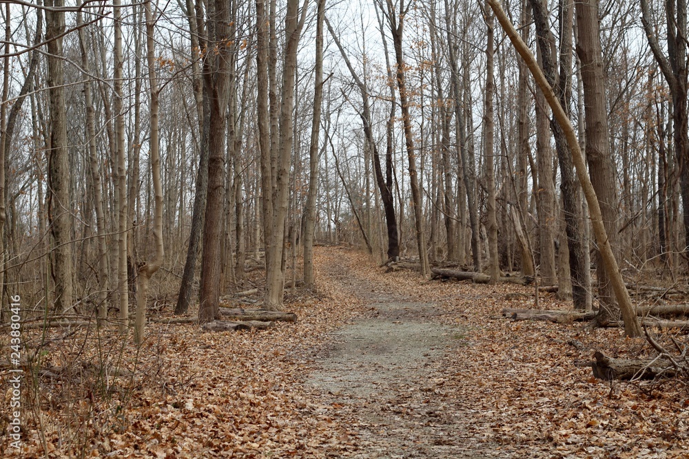 The hiking trail in the autumn forest on a cloudy day.
