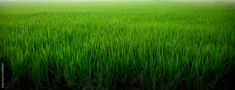 Obraz premium Meadow field or Green Terraced Rice Field in Asia Thailand . Freedom Refreshed grass cold weather Feeling in garden Joyful at times of morning . beautiful day concept.