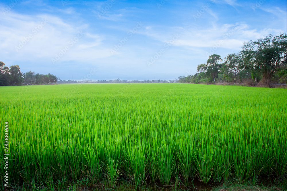 Meadow field or Green Terraced Rice Field in Asia Thailand . Freedom Refreshed grass cold weather Feeling in garden Joyful at times of morning . beautiful day concept. Meadow field or Green Terraced Rice Field in Asia Thailand . Freedom Refreshed grass cold weather Feeling in garden Joyful at times of morning . beautiful day concept.
