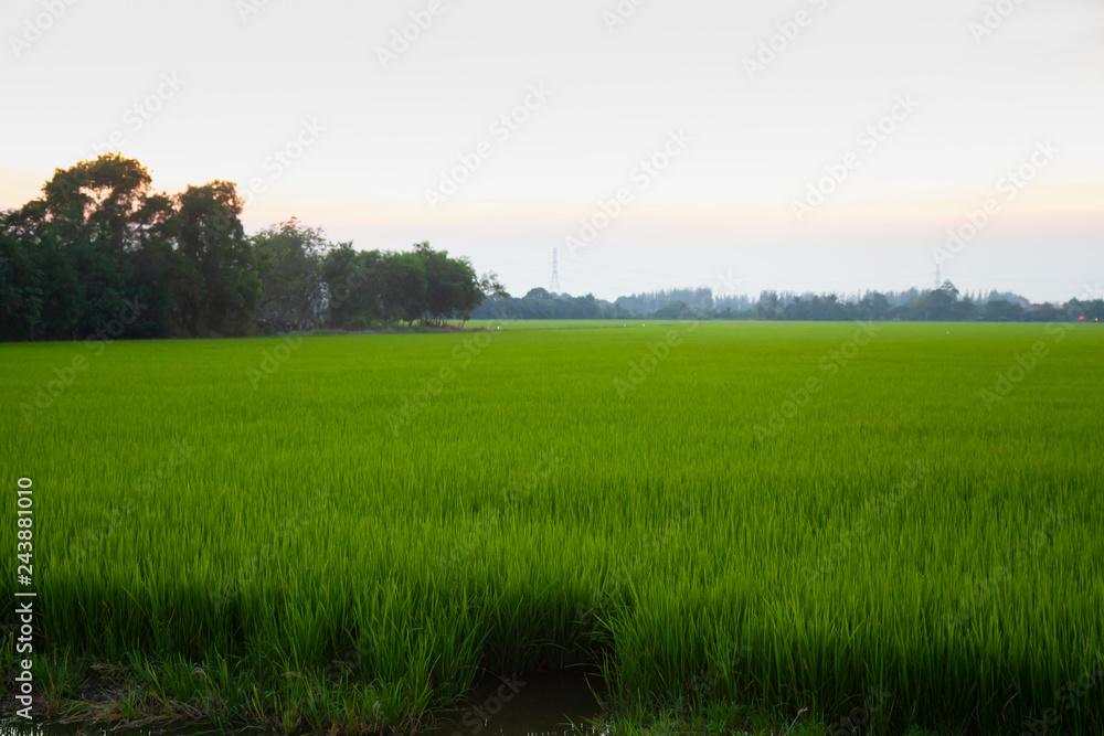 Fototapeta premium Meadow field or Green Terraced Rice Field in Asia Thailand . Freedom Refreshed grass cold weather Feeling in garden Joyful at times of morning . beautiful day concept.