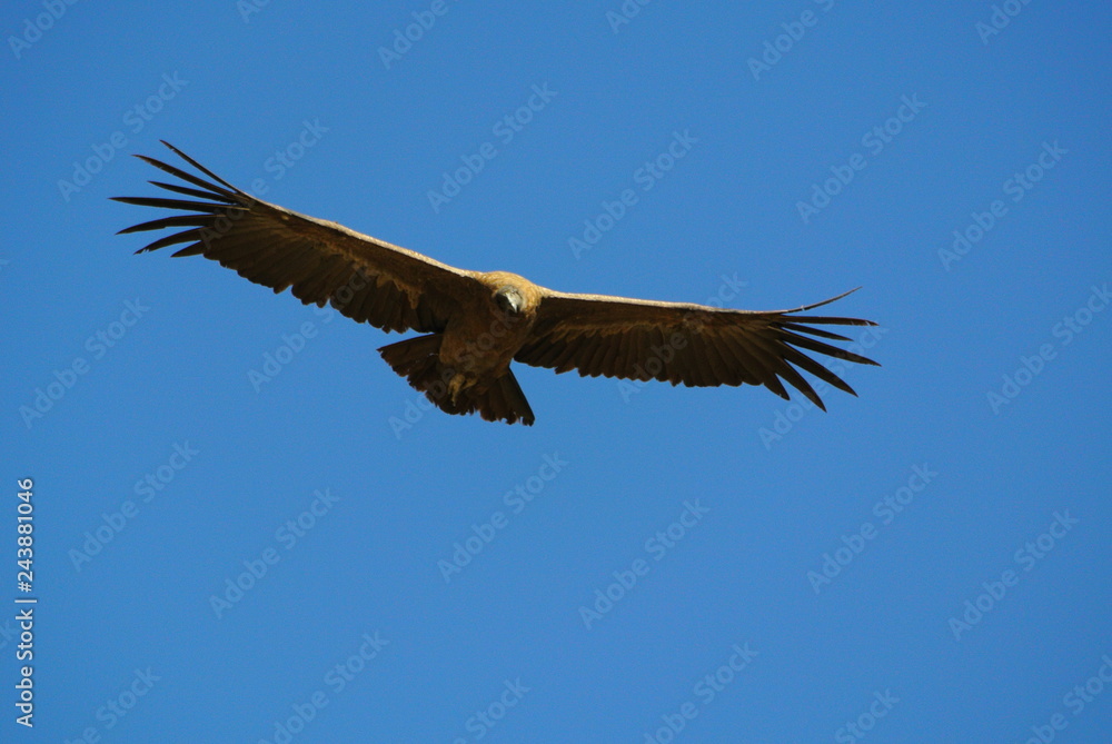 Condor, Colca-Canyon, Peru Condor, Colca-Canyon, Peru