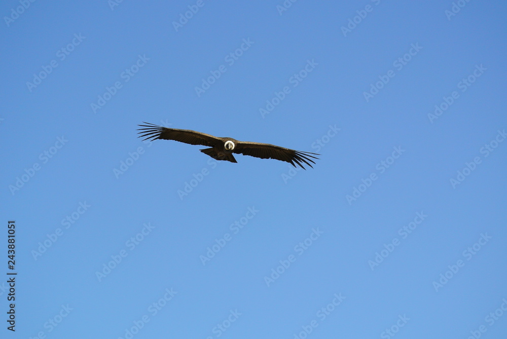 Obraz premium Condor, Colca-Canyon, Peru