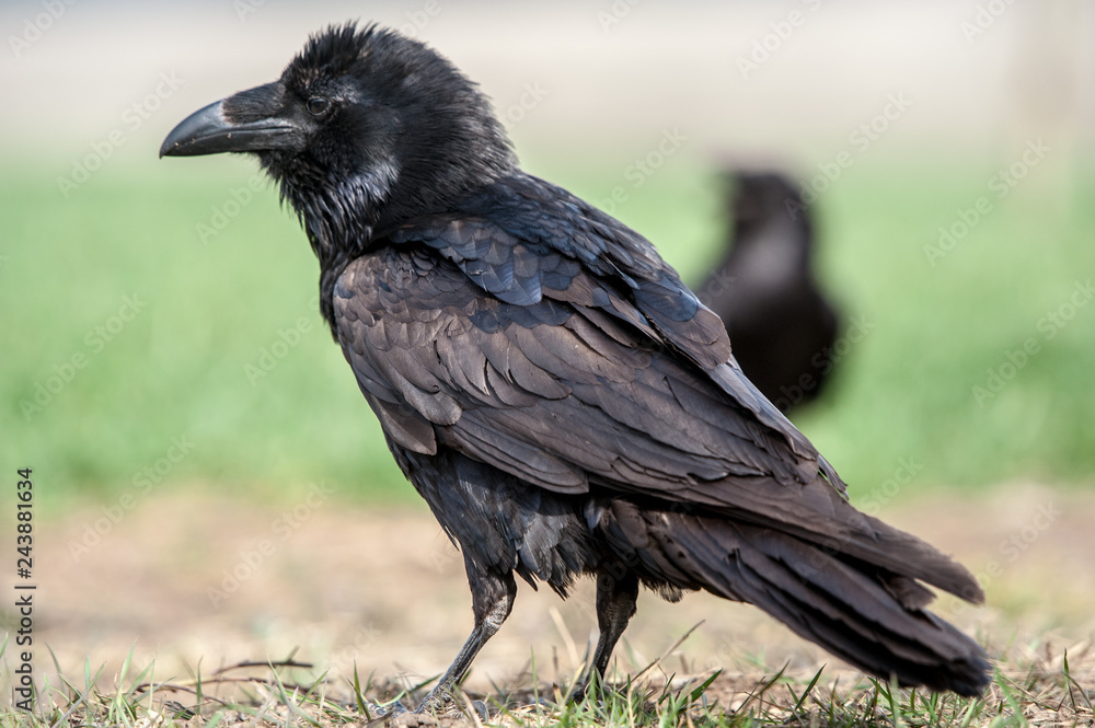 Fototapeta premium Raven (Corvus corax). Black crow isolated on natural background.
