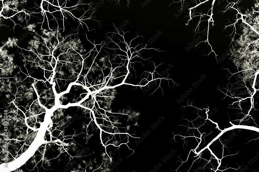 white tree branches on a black background