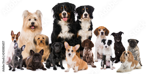 Foto Group of dogs isolated on white background