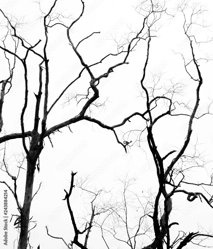 Bare tree branches on a pale white background Bare tree branches on a pale white background
