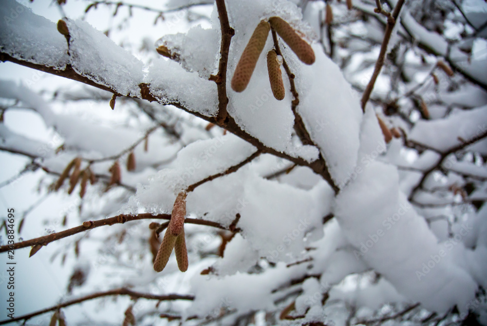 Hazelnut branches under the snow
