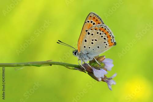 Wallpaper Mural Closeup  beautiful butterflies sitting on flower Torontodigital.ca