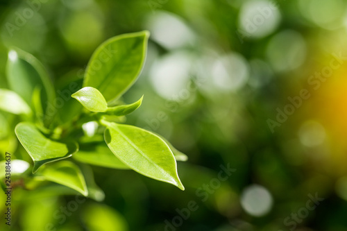 Closeup of nature leaves green blur. In the spring Under the morning light. Use as background and wallpapers.